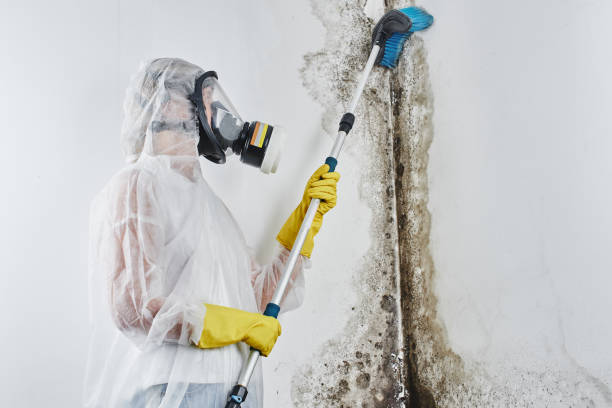 Best Black Mold Removal  in Roundup, MT